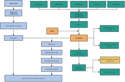 Predicting mitophagy-related genes and unveiling liver endothelial cell heterogeneity in hepatic ischemia-reperfusion injury